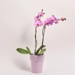 Зображення товару Фаленопсис Гранді №15 2ст. рожевий в кер., артикул: 55612