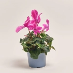 Зображення товару Цикламен XL мікс, артикул: 53327