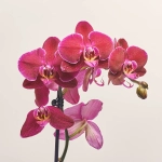 Зображення товару Фаленопсис 1ст. мікс, артикул: 18850