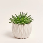 Зображення товару Сукулент мікс, артикул: 5756