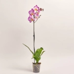 Зображення товару Фаленопсис 1ст. мікс, артикул: 18850