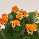 Зображення товару Каланхоє мікс, артикул: 18482