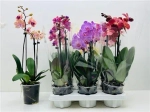 Зображення товару Фаленопсис 3ст. мікс, артикул: 54118