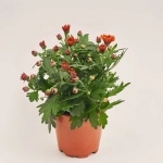 Зображення товару Хризантема Крістал помаранчева, артикул: 52842