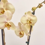 Зображення товару Фаленопсис 2ст. мікс, артикул: 18519