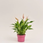 Зображення товару Антуріум Лілі, артикул: 43427