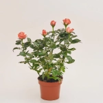 Зображення товару Троянда мікс, артикул: 1293