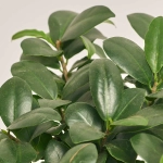 Зображення товару Фікус мікрокарпа Гінсенг в кер., артикул: 55185