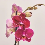 Зображення товару Фаленопсис 1ст. мікс, артикул: 17941