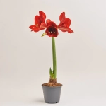 Зображення товару Амариліс мікс, артикул: 43704