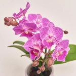 Зображення товару Фаленопсис міні в кер. 2ст., артикул: 1322