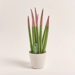 Зображення товару Сансевієрія Циліндріка гліттер в кер., артикул: 10110