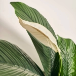 Зображення товару Спатифіллум Сенсація, артикул: 55543