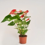 Зображення товару Антуріум Мауі Ред, артикул: 55512