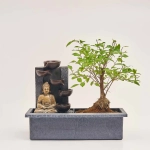 Зображення товару Бонсай мікс, артикул: 17945