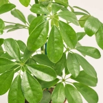 Зображення товару Шефлера Нора, артикул: 1307