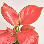 Зображення товару Аглаонема Сан Стар, артикул: 51536