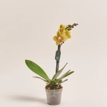 Зображення товару Фаленопсис мультифлора 1ст. мікс, артикул: 53125
