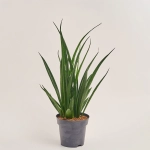 Зображення товару Сансевієрія Кіркі, артикул: 55124