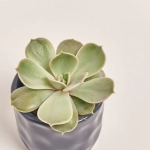 Зображення товару Сукулент мікс в кер., артикул: 22213