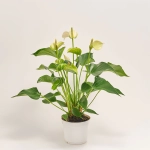 Зображення товару Антуріум Кокос, артикул: 52611