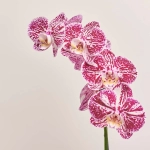 Зображення товару Фаленопсис 2ст. мікс, артикул: 18519