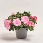 Зображення товару Азалія мікс, артикул: 25143