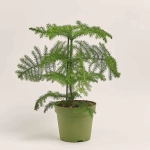 Зображення товару Араукарія Гетерофіла, артикул: 54298