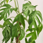 Зображення товару Епіпремнум Балтик Блу, артикул: 53328