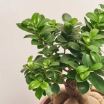 Зображення товару Фікус мікрокарпа Гінсенг в кер., артикул: 29146