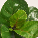 Зображення товару Фікус Лірата Бамбіно, артикул: 56042