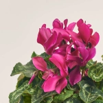 Зображення товару Цикламен Макарон мікс, артикул: 53272