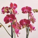 Зображення товару Фаленопсис 2ст. мікс, артикул: 18519