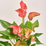 Зображення товару Антуріум Романтіко, артикул: 51569