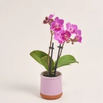 Зображення товару Фаленопсис міні в кер. 2ст., артикул: 1322