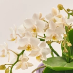 Зображення товару Фаленопсис Мф "Назаре" 4ст. в кер., артикул: 49370