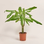 Зображення товару Драцена Фраг Стеуднері 1ст., артикул: 1349