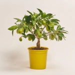 Зображення товару Цитрофортунелла Флорідана, артикул: 20633