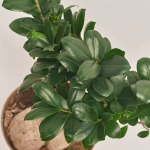 Зображення товару Фікус мікрокарпа Гінсенг, артикул: 39483