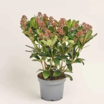 Зображення товару Скімія Рубелла, артикул: 51625