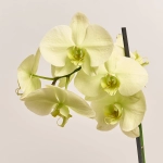 Зображення товару Фаленопсис 2ст. мікс, артикул: 18519