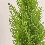 Зображення товару Кипарис та Кашпо Сет 118, артикул: 53724