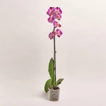 Зображення товару Фаленопсис 1ст. мікс, артикул: 18850