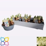 Зображення товару Нарцис Брайдал Краун, артикул: 56687