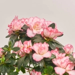 Зображення товару Азалія мікс штам, артикул: 24758