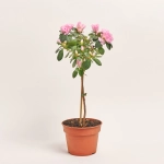 Зображення товару Азалія мікс штам., артикул: 25148