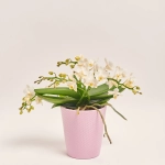 Зображення товару Фаленопсис Мф "Назаре" 4ст. в кер., артикул: 49370