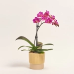 Зображення товару Фаленопсис Мф 2ст. в кер, артикул: 38133