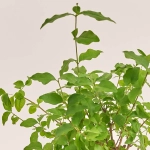 Зображення товару Бонсай в кер., артикул: 17924