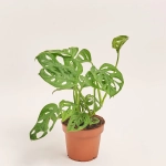 Зображення товару Монстера Адансона, артикул: 29402